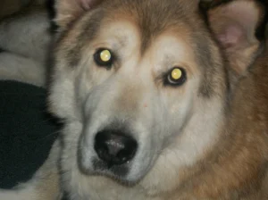 Rescues #20653