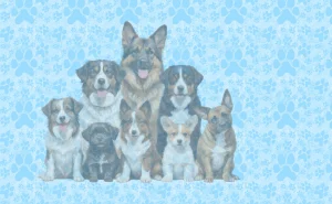Rescues #20672
