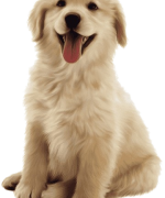 png-transparent-dog-pet-vector-material-material-thumbnail-removebg-preview
