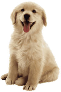 Sweet Young Girl Needs Foster