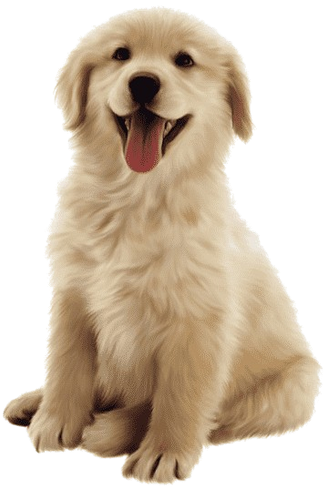 png-transparent-dog-pet-vector-material-material-thumbnail-removebg-preview