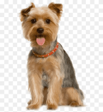 png-transparent-adult-yorkshire-terrier-pet-sitting-dog-grooming-cat-dogs-web-design-animals-carnivoran-thumbnail