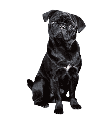 png-transparent-dog-hair-clipper-cat-puppy-leash-black-dog-mammal-animals-black-hair-thumbnail-Photoroom